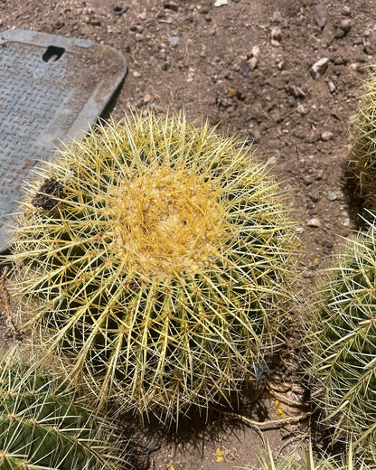 Golden Barrel - Bareroot