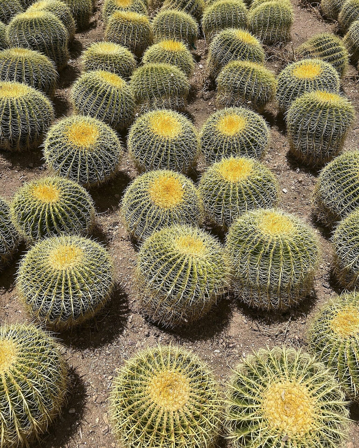 Golden Barrel - Bareroot