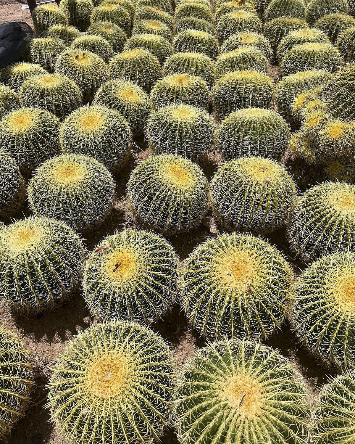 Golden Barrel - Bareroot