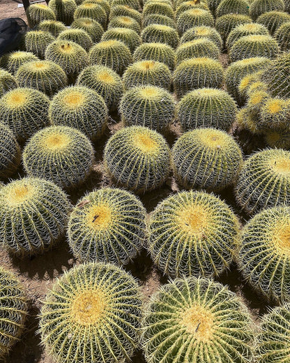 Golden Barrel - Bareroot