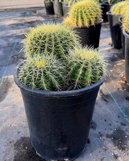 Golden Barrel Clusters