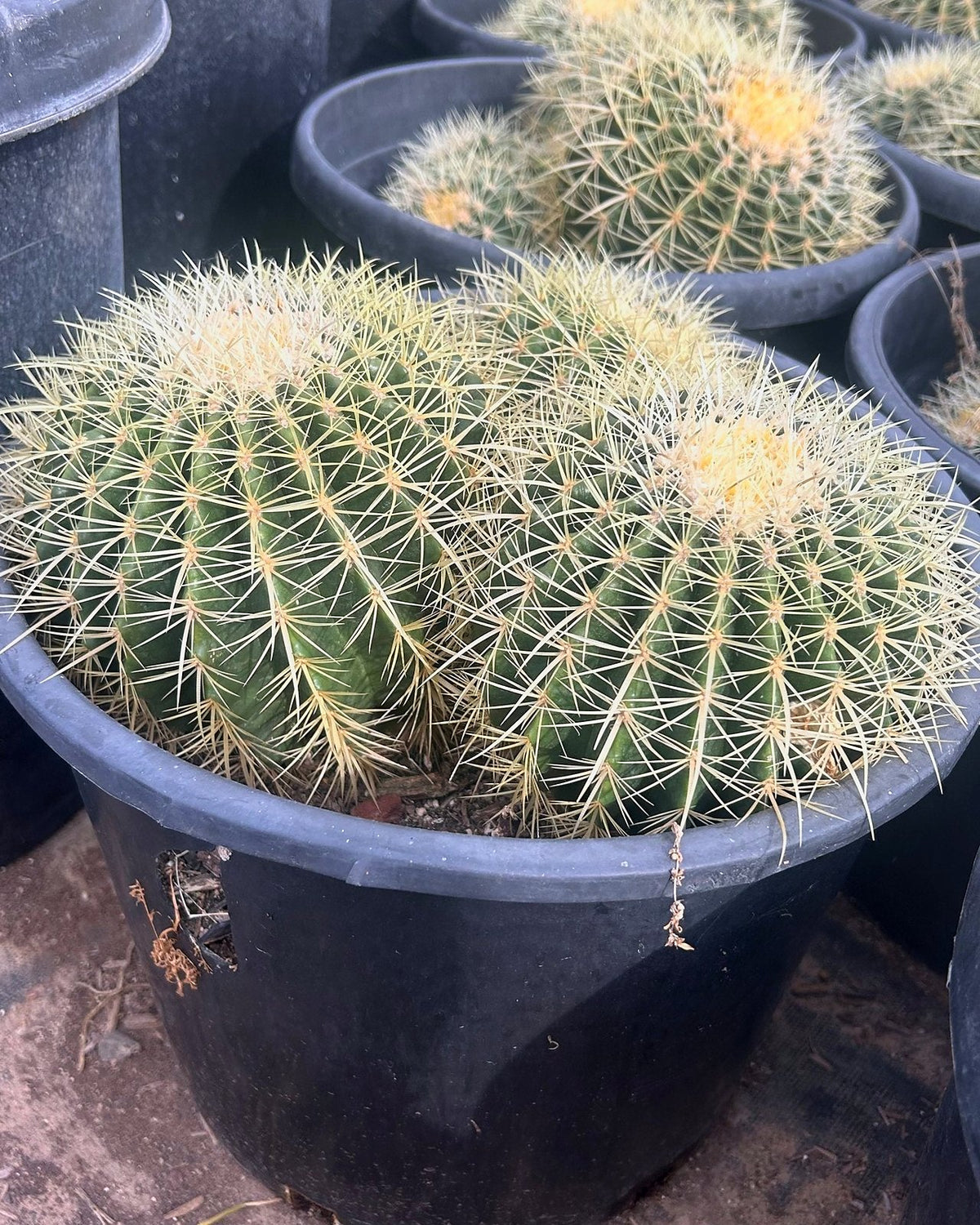 Golden Barrel Clusters