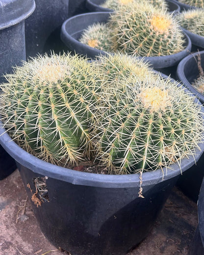 Golden Barrel Clusters