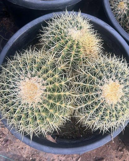 Golden Barrel Clusters