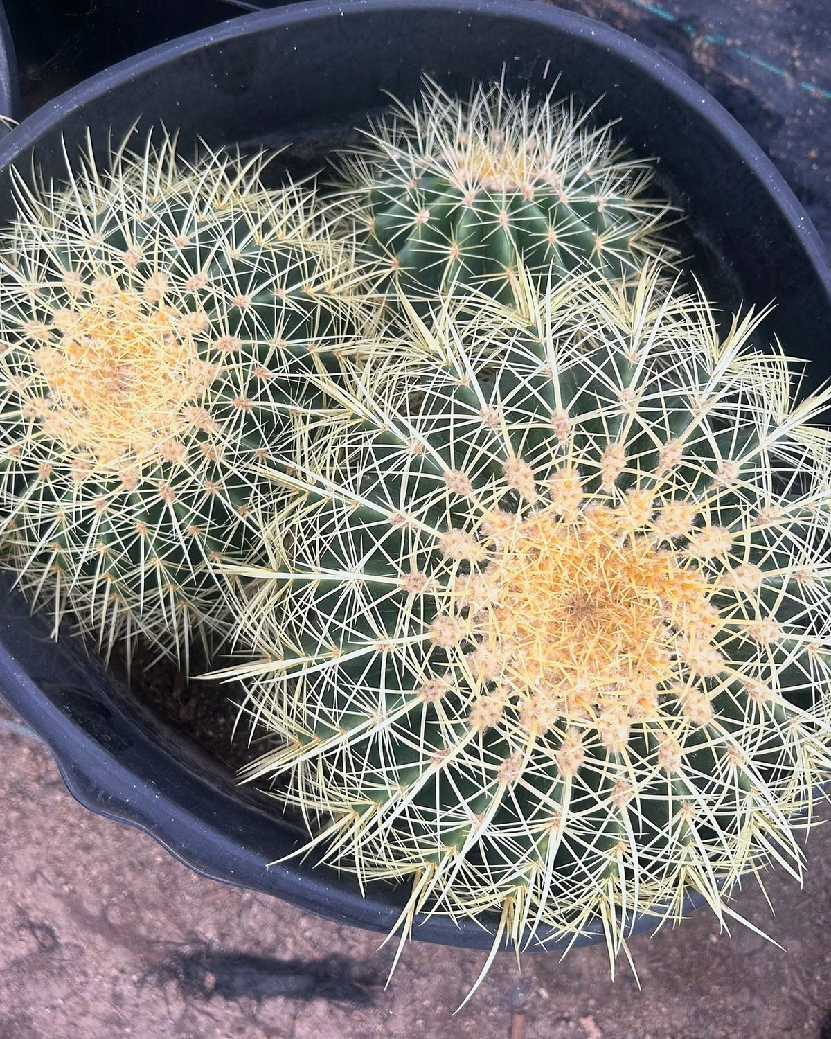Golden Barrel Clusters