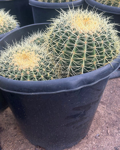 Golden Barrel Clusters