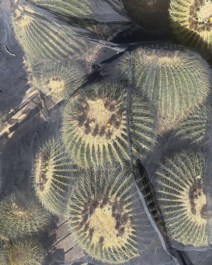 Golden Barrel Clusters