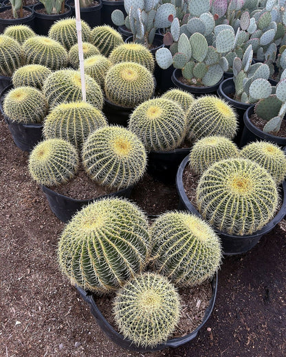 Golden Barrel Clusters