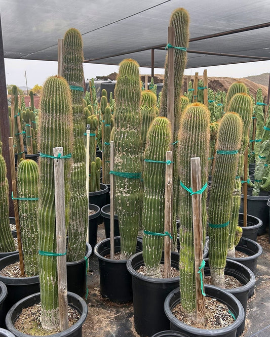 Golden Saguaro