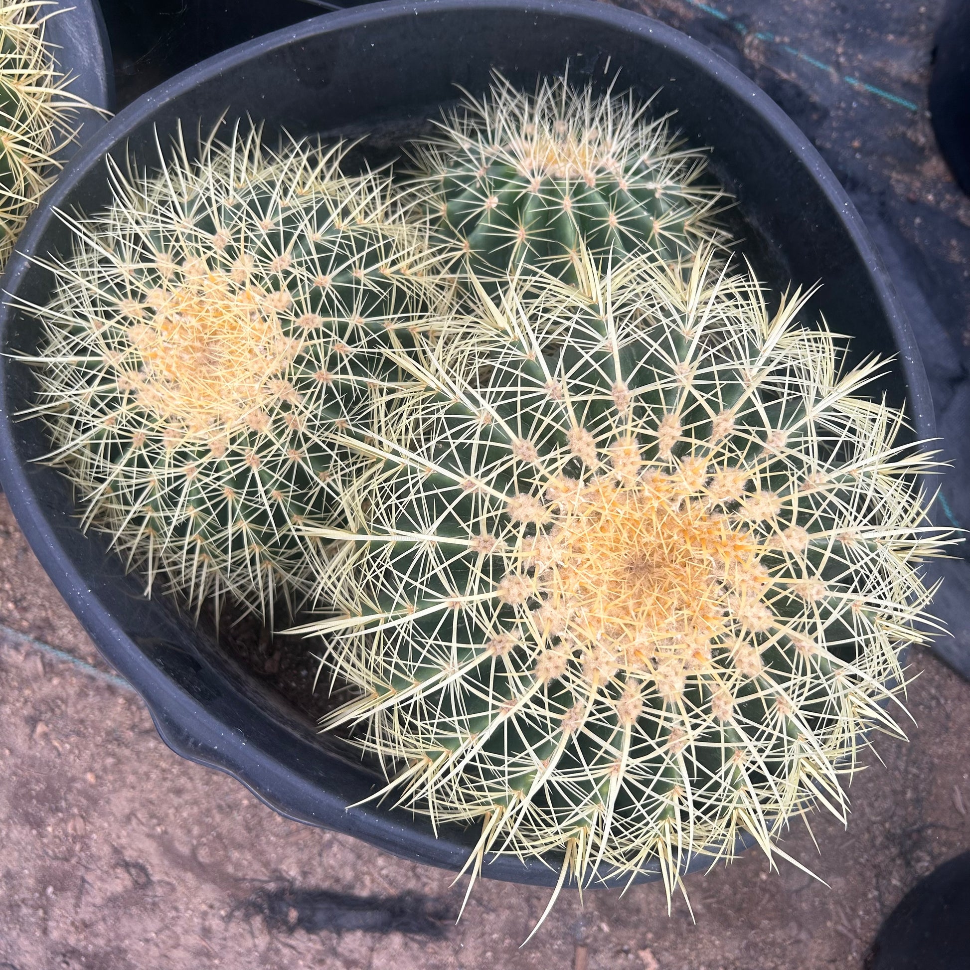 15 gallon Golden Barrel Cactus Cluster (Echinocactus grusonii) in nursery pot — Phoenix, AZ