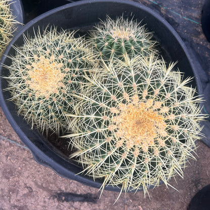 15 gallon Golden Barrel Cactus Cluster (Echinocactus grusonii) in nursery pot — Phoenix, AZ