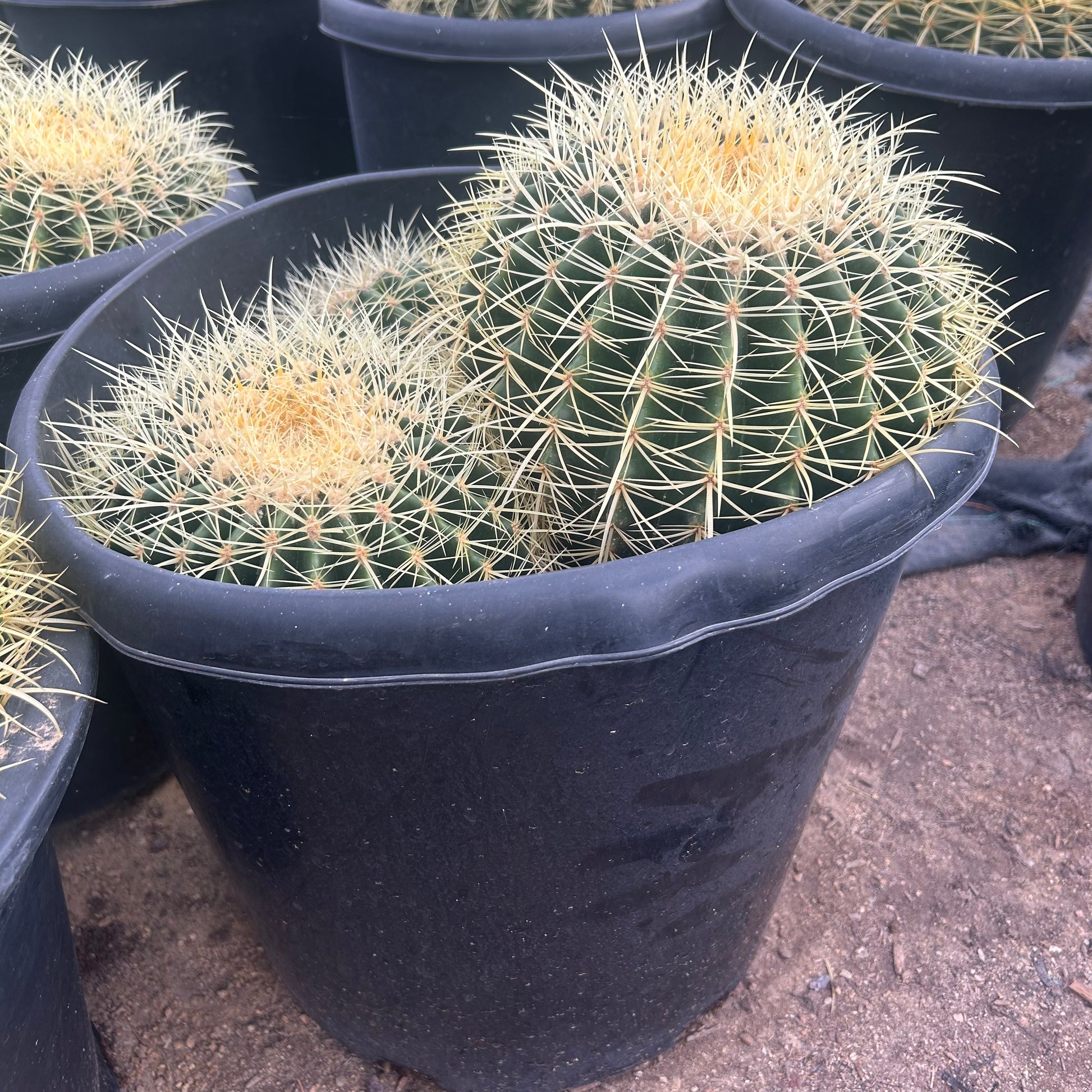 15 gallon Golden Barrel Cactus Cluster (Echinocactus grusonii) in nursery pot — Phoenix, AZ