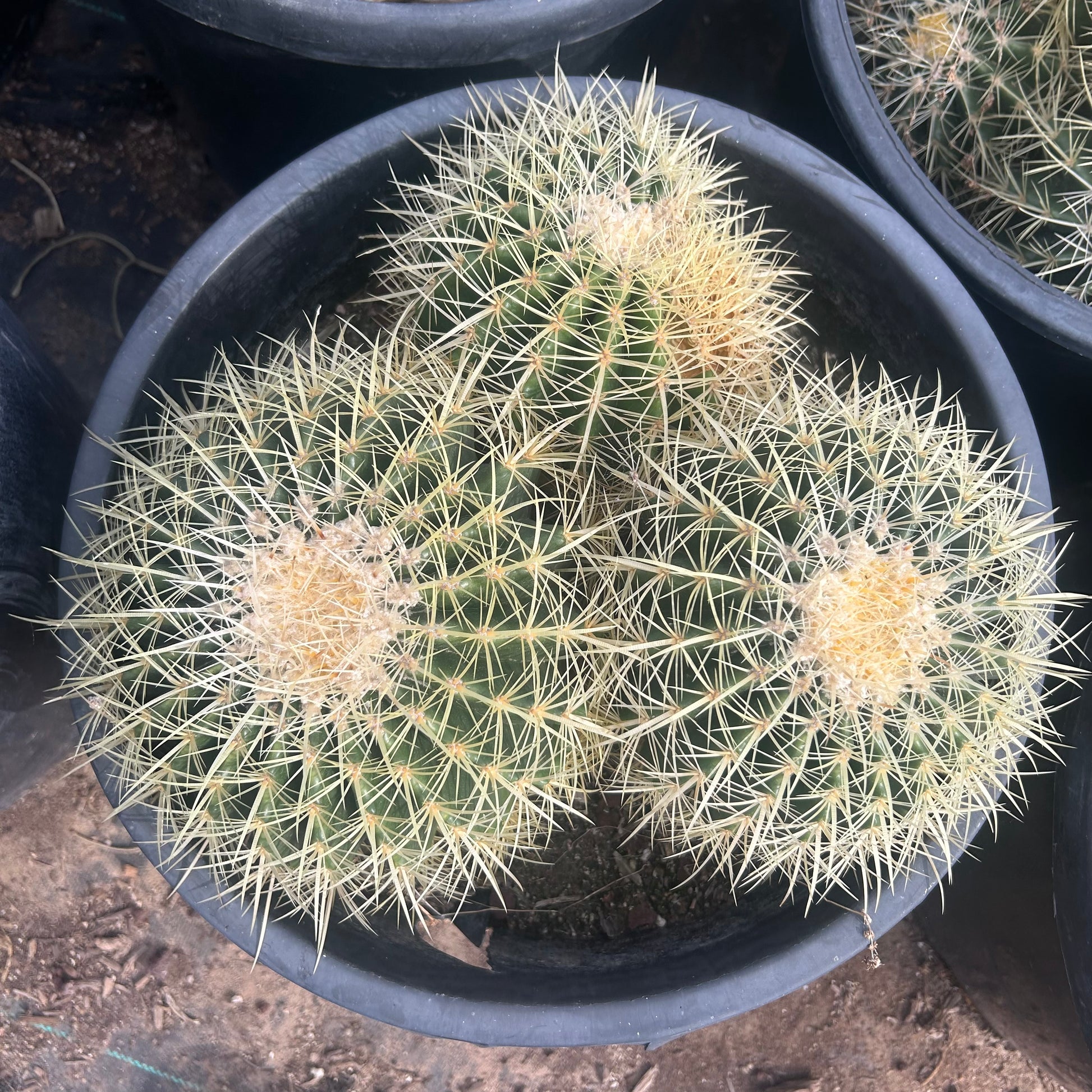 7 gallon Golden Barrel Cactus Cluster (Echinocactus grusonii) in nursery pot — Phoenix, AZ