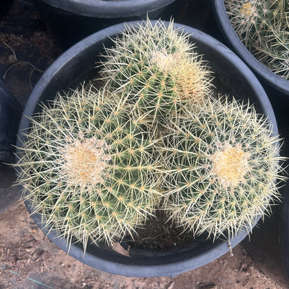 7 gallon Golden Barrel Cactus Cluster (Echinocactus grusonii) in nursery pot — Phoenix, AZ