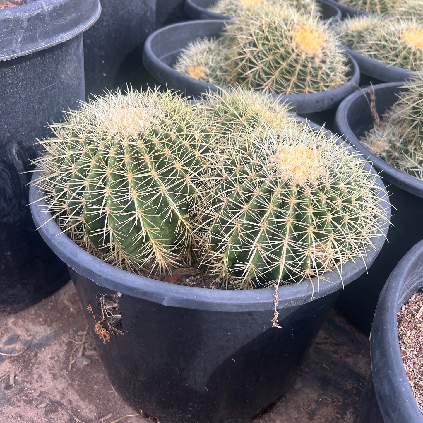 7 gallon Golden Barrel Cactus Cluster (Echinocactus grusonii) in nursery pot — Phoenix, AZ