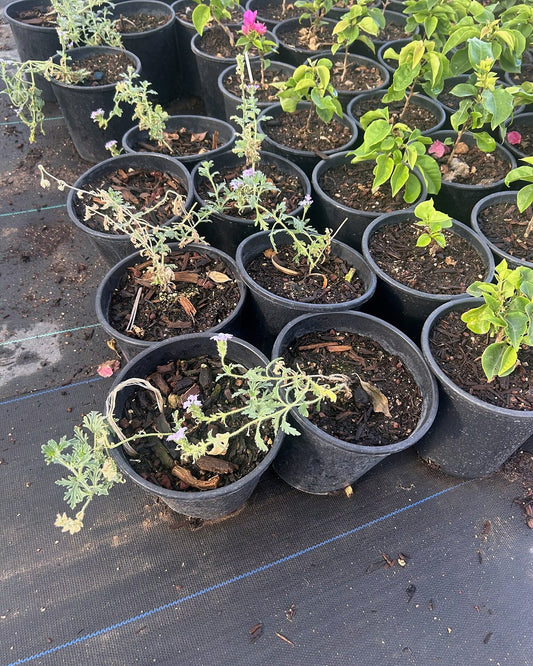 Gooding's Verbena