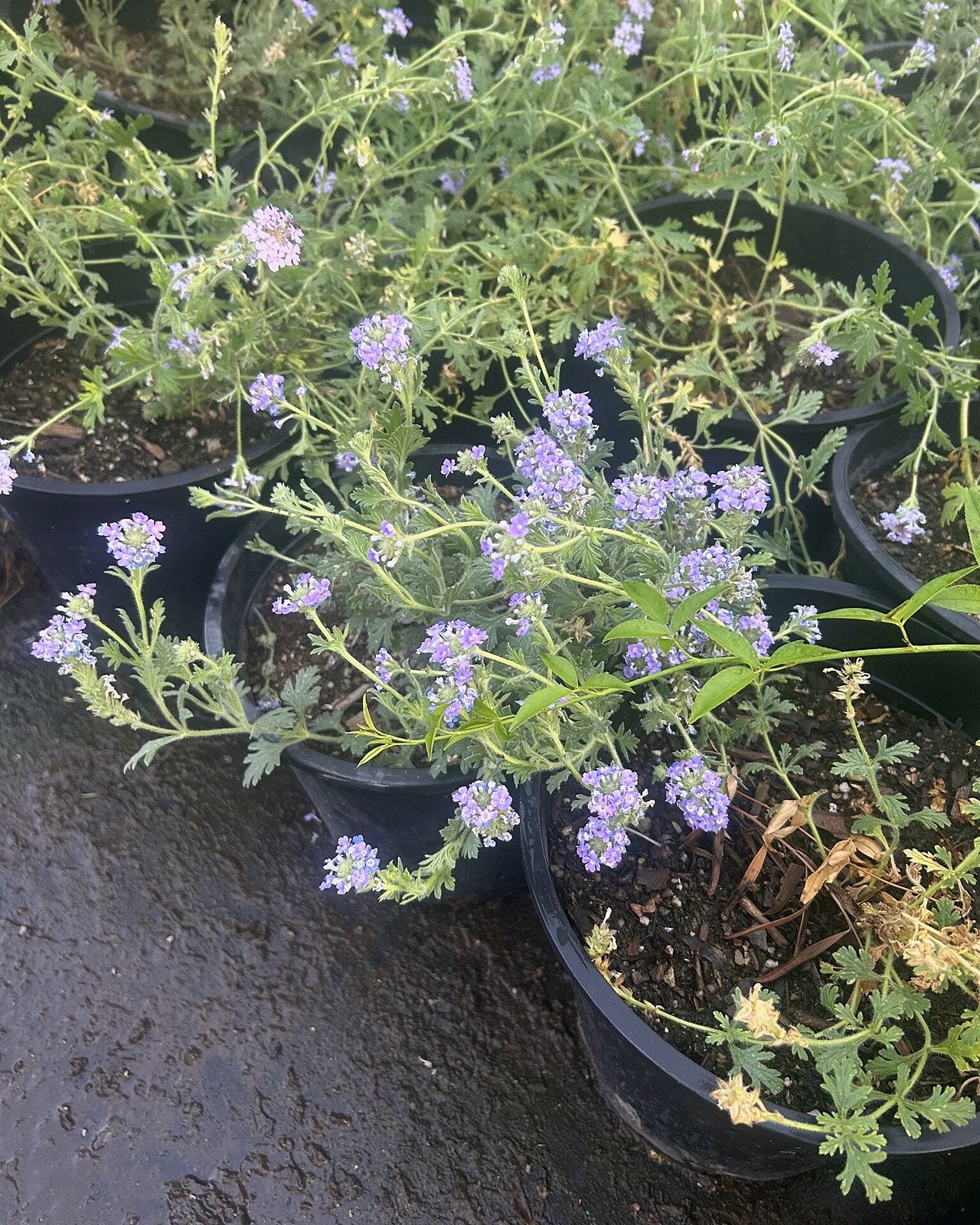 Gooding's Verbena