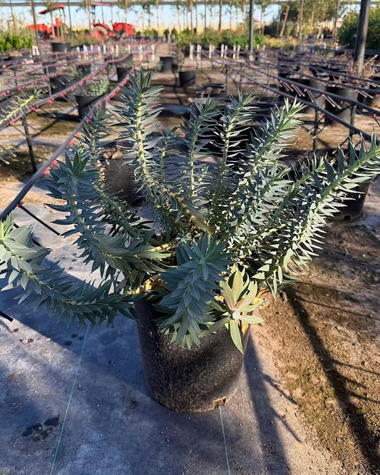 Gopher Plant