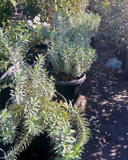 Gopher Plant