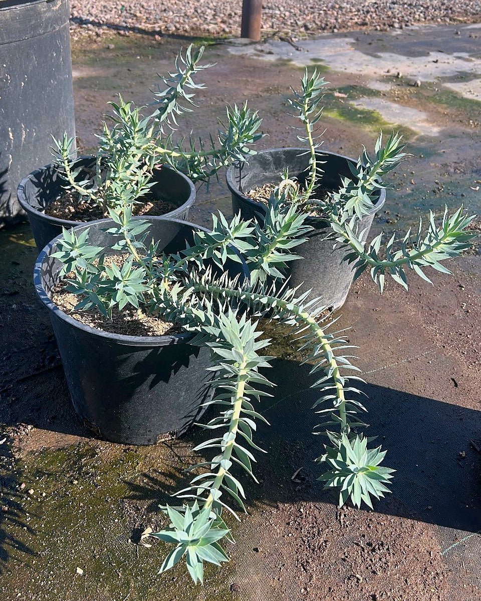 Gopher Plant