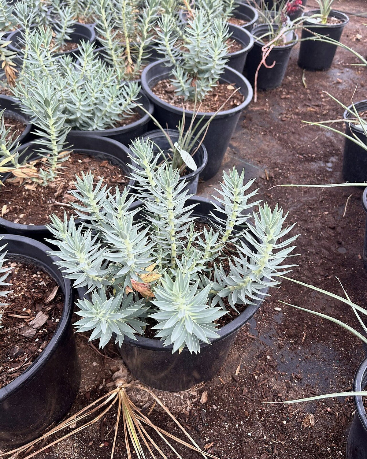 Gopher Plant