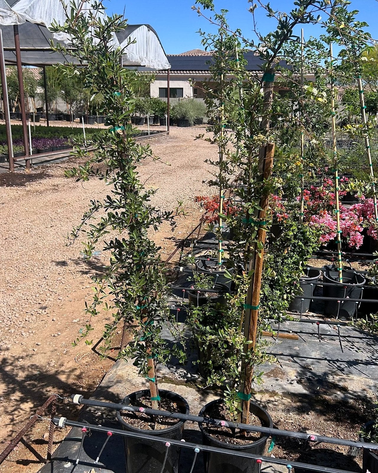 Pyracantha Staked