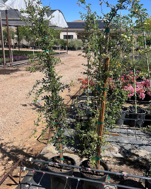 Pyracantha Staked