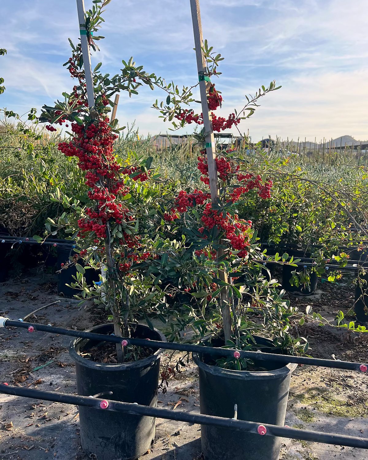 Pyracantha Staked