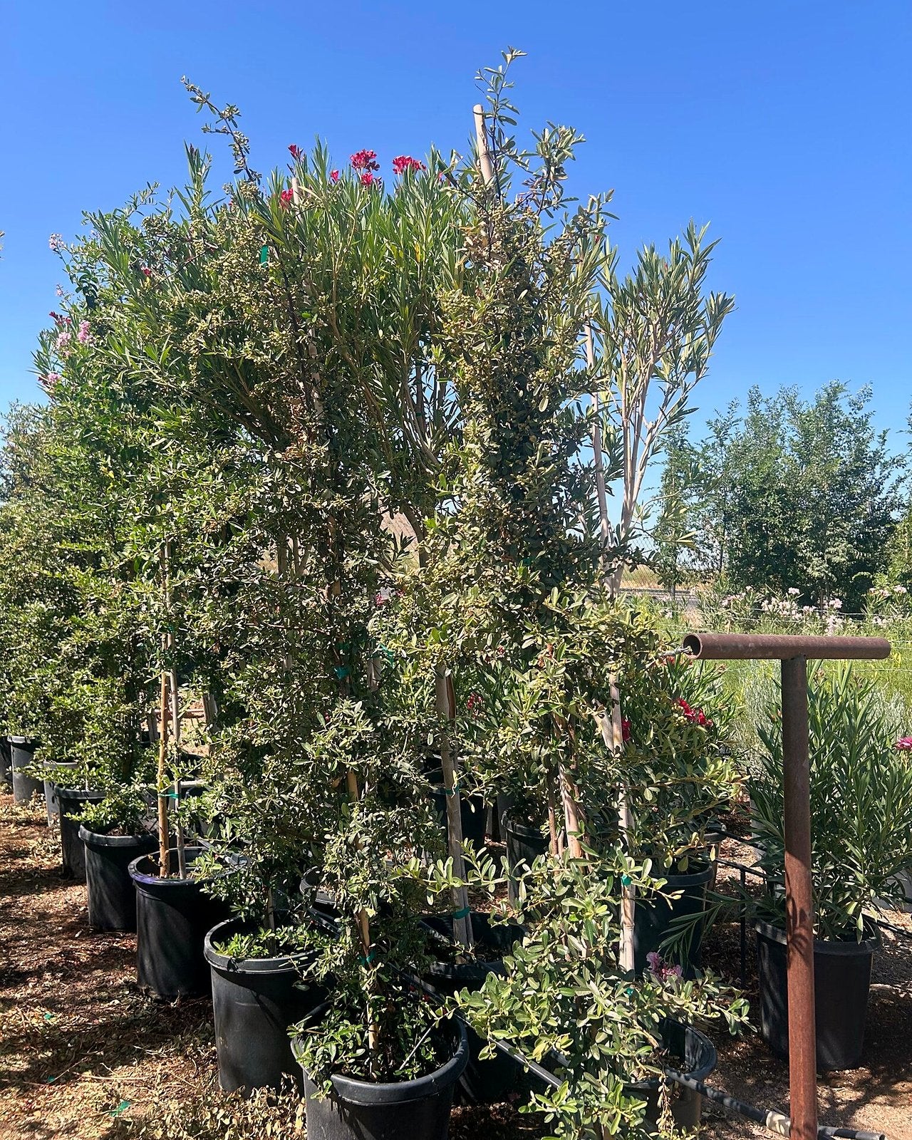 Pyracantha Staked