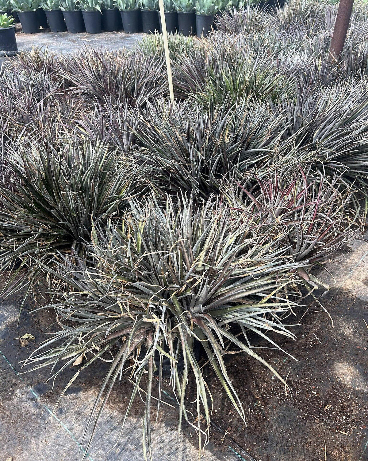 Grape Jelly Dyckia