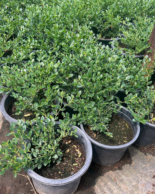 Green Carpet Natal Plum