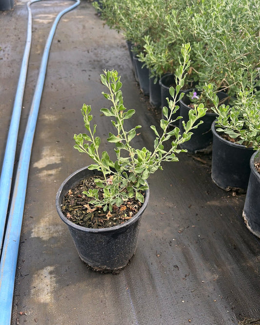Green Cloud Sage