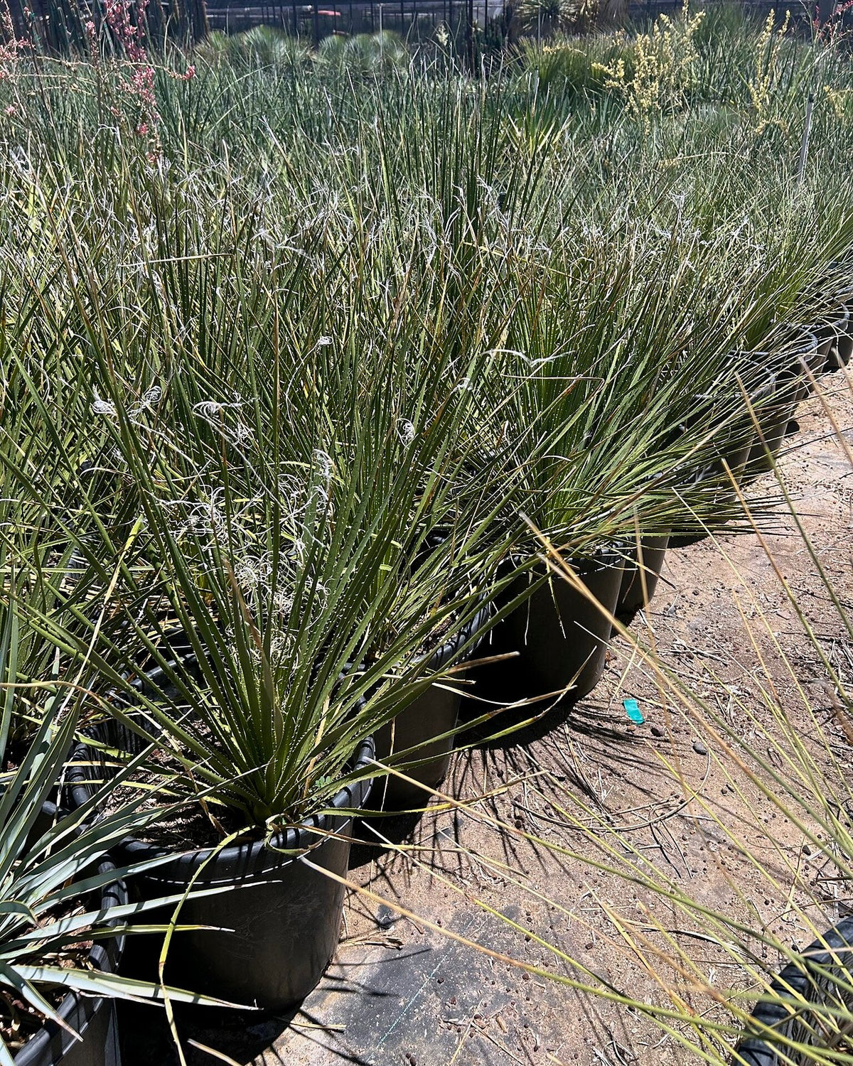 Green Desert Spoon