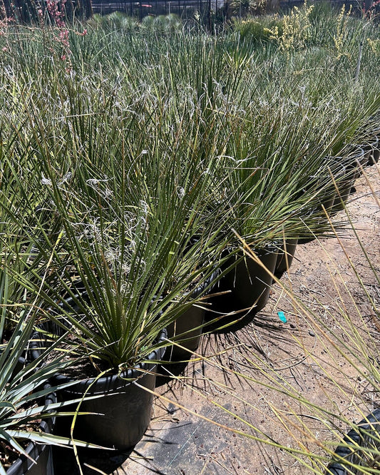 Green Desert Spoon