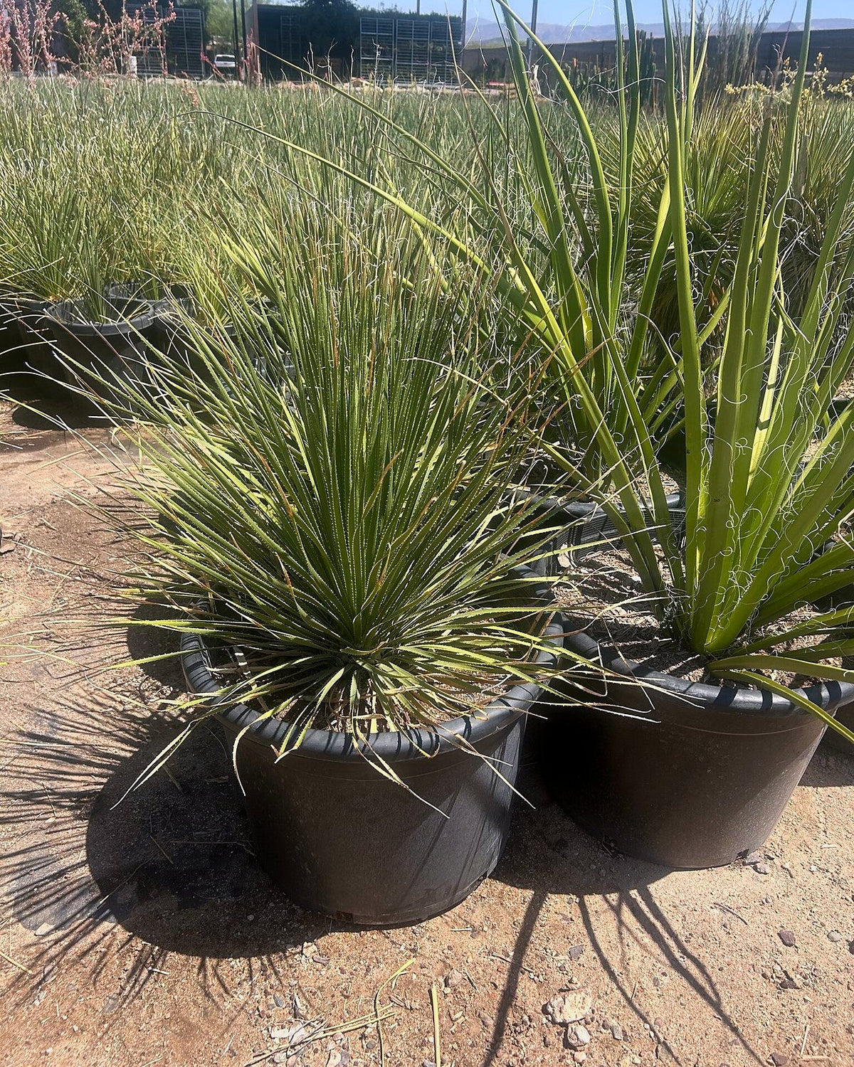 Green Desert Spoon