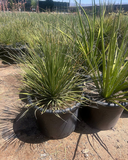 Green Desert Spoon