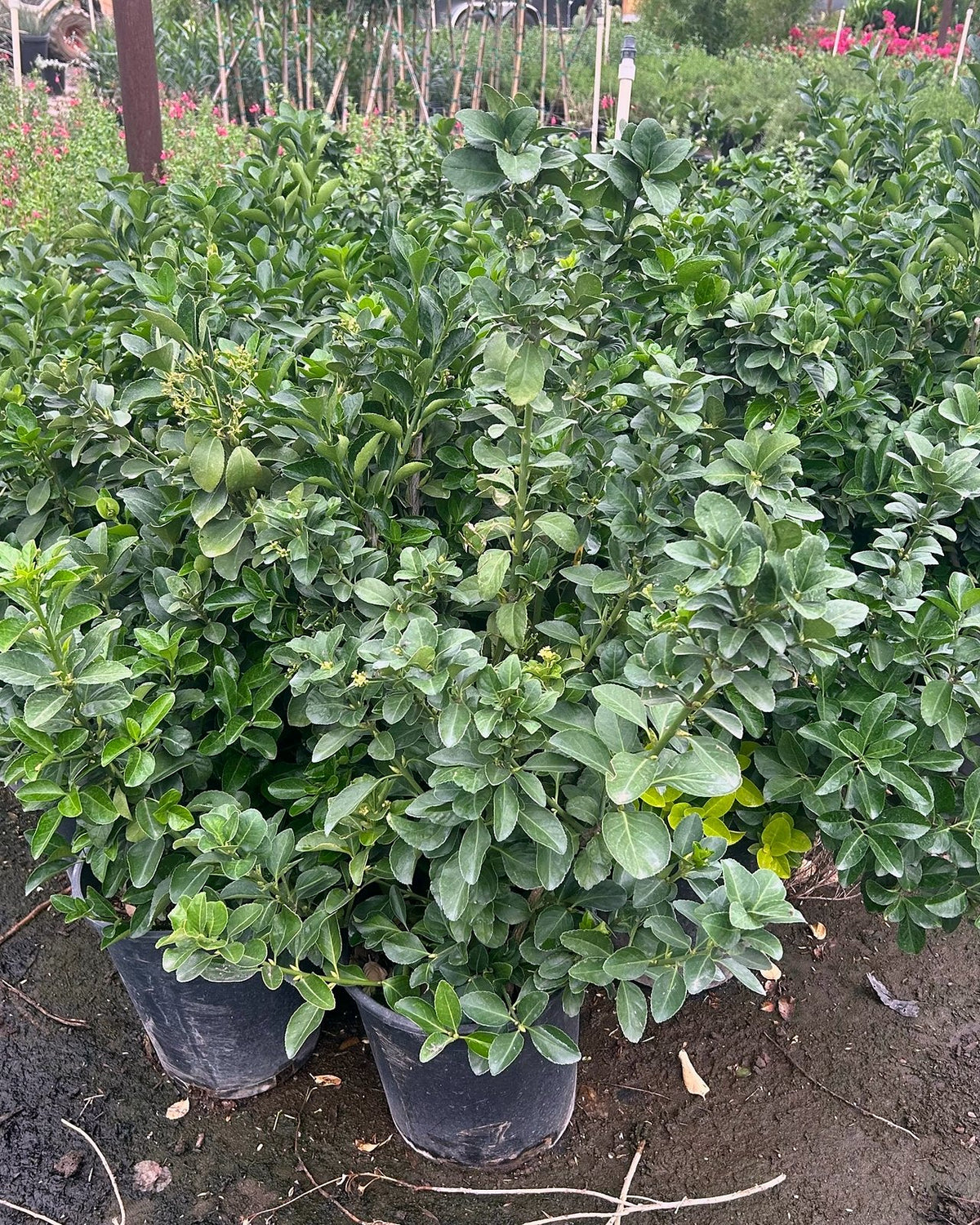 Green Euonymus