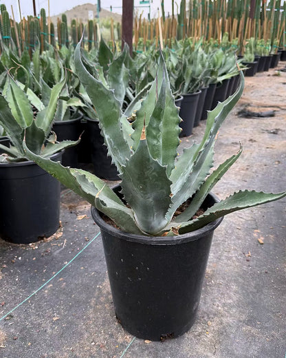 Green Giant Agave