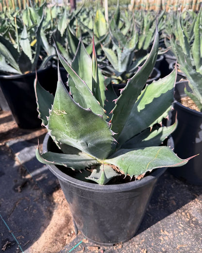 Green Giant Agave