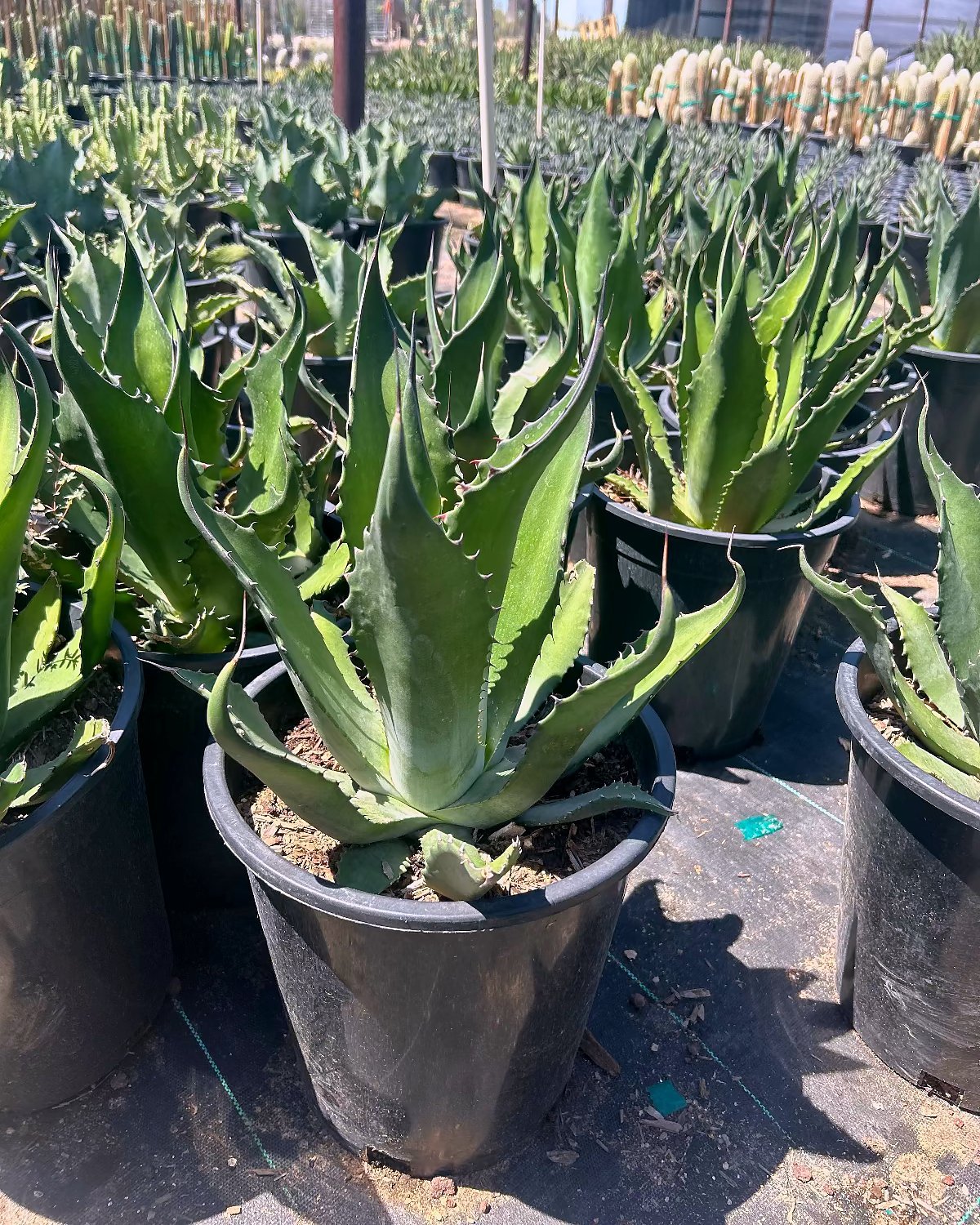Green Giant Agave