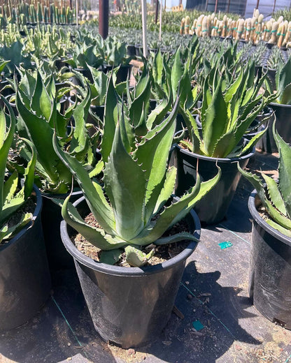 Green Giant Agave