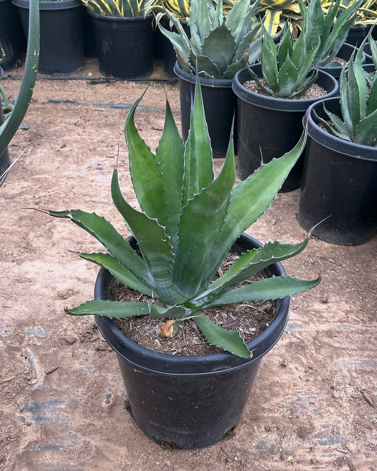 Green Giant Agave