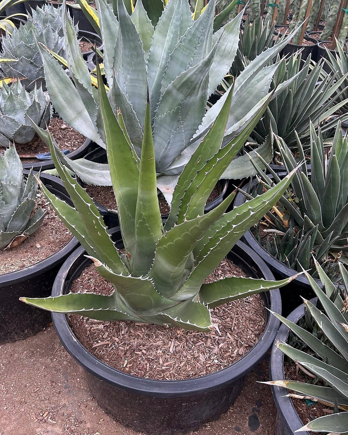 Green Giant Agave