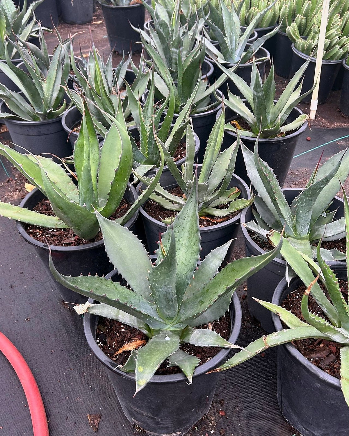 Green Giant Agave