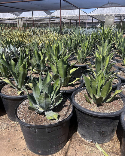 Green Giant Agave