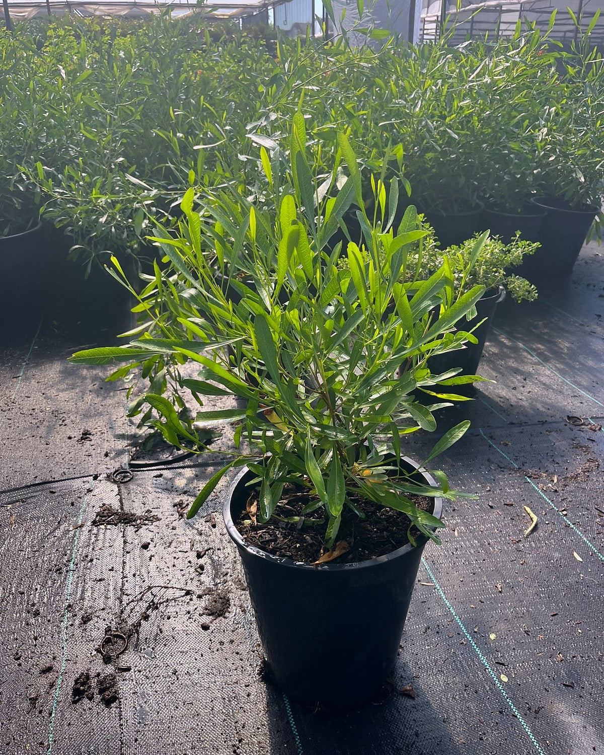 Green Hopseed