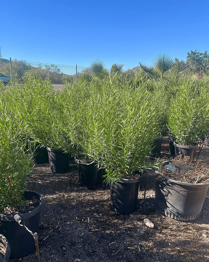 Green Hopseed