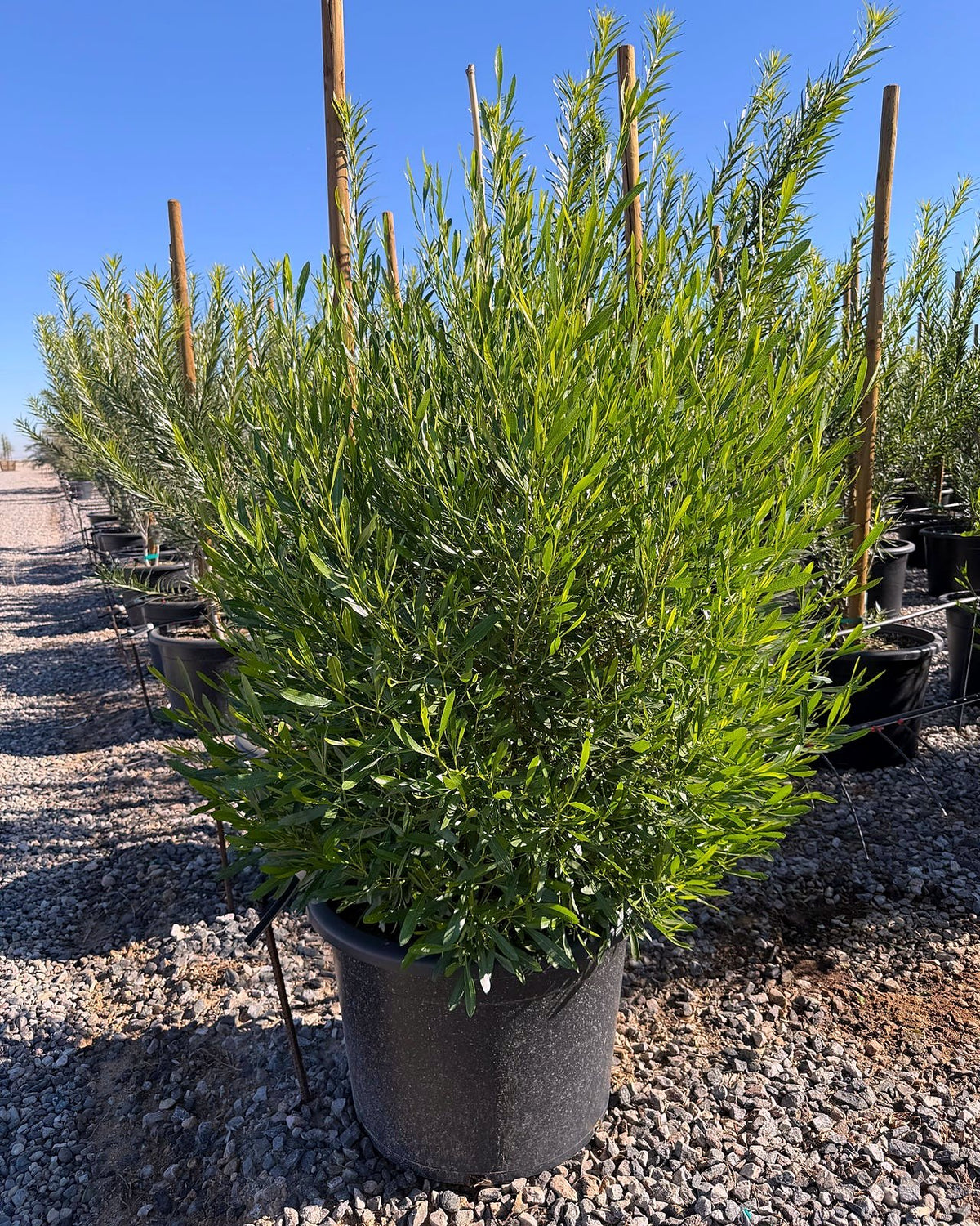 Green Hopseed