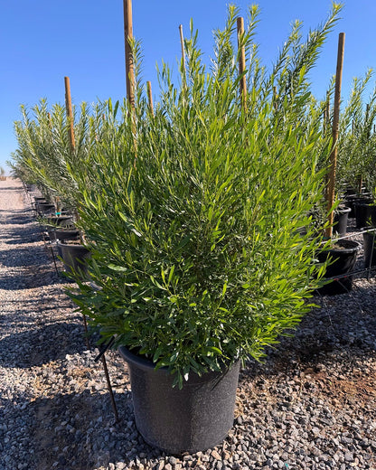 Green Hopseed