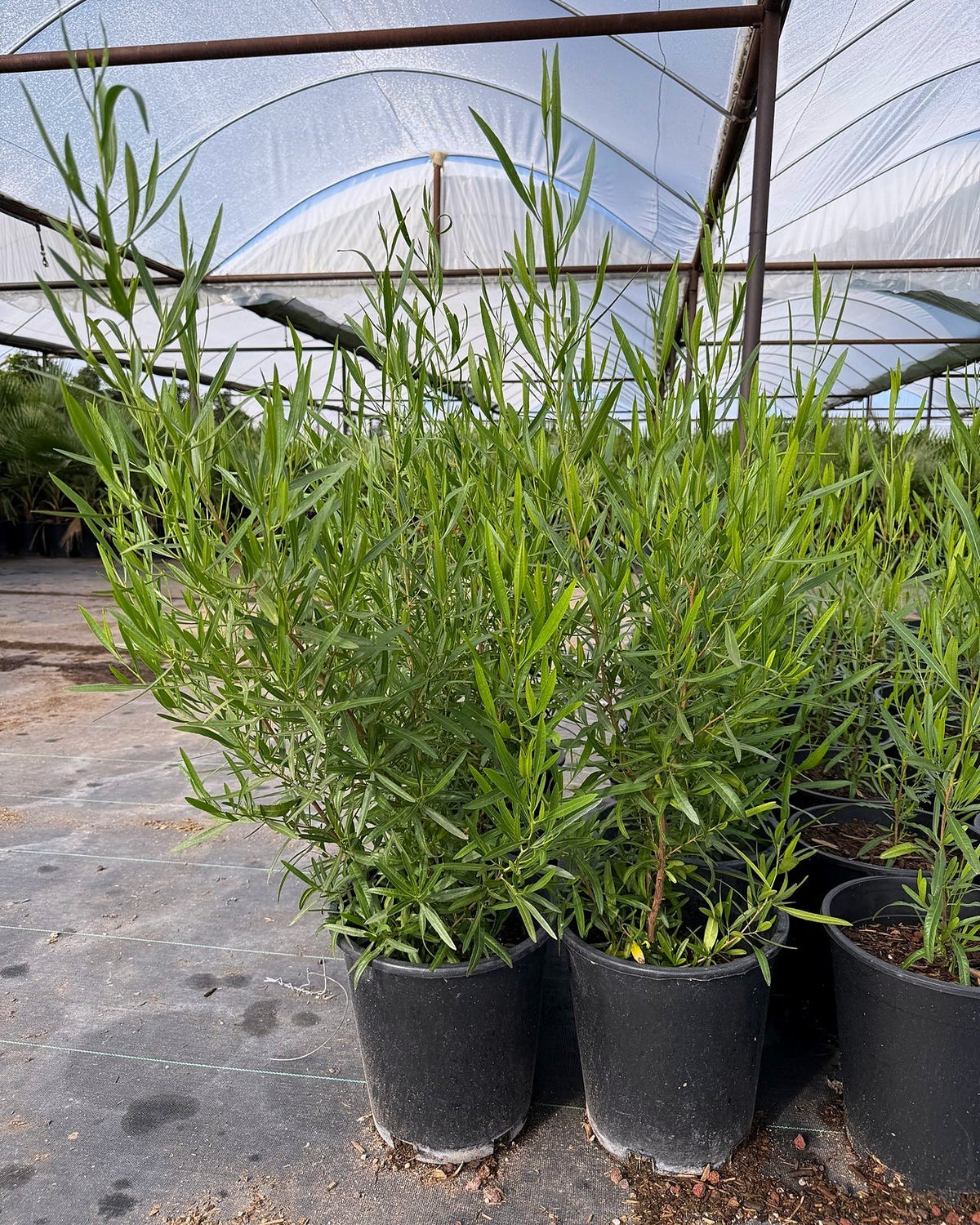 Green Hopseed